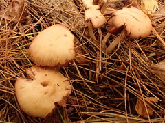 Psathyrella conissans