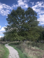 Platanus occidentalis
