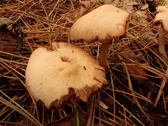 Psathyrella conissans