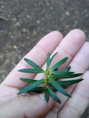 Podocarpus nubigenus