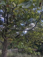 Platanus occidentalis