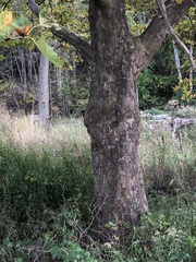 Platanus occidentalis