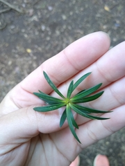 Podocarpus nubigenus