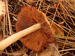 Psathyrella conissans