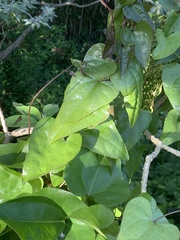 Aristolochia triangularis