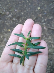 Podocarpus nubigenus