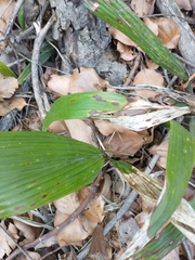 Syagrus romanzoffiana