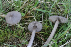 Entoloma jubatum