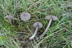 Entoloma jubatum