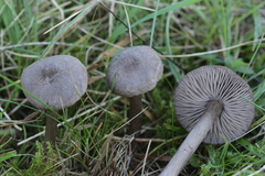 Entoloma jubatum