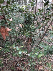 Ilex crenata crenata