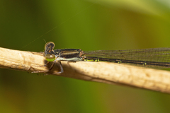 Agriocnemis rubricauda