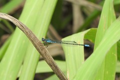 Acanthagrion lancea
