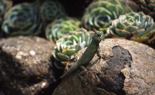 Sceloporus malachiticus