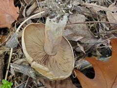 Agaricales