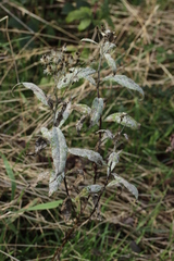 Podosphaera senecionis