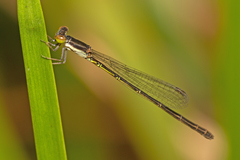Agriocnemis rubricauda