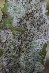 Podosphaera senecionis