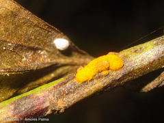 Puccinia baccharidis