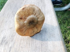 Agaricales