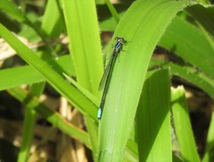 Acanthagrion gracile