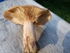 Agaricales