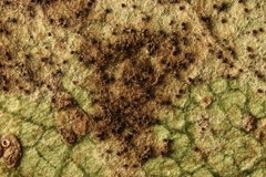 Podosphaera senecionis