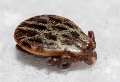 Dermacentor reticulatus