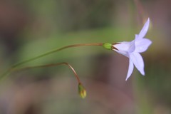 Wahlenbergia luteola