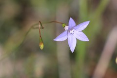 Wahlenbergia luteola