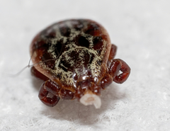 Dermacentor reticulatus