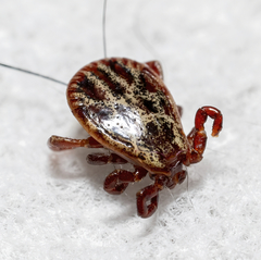 Dermacentor reticulatus