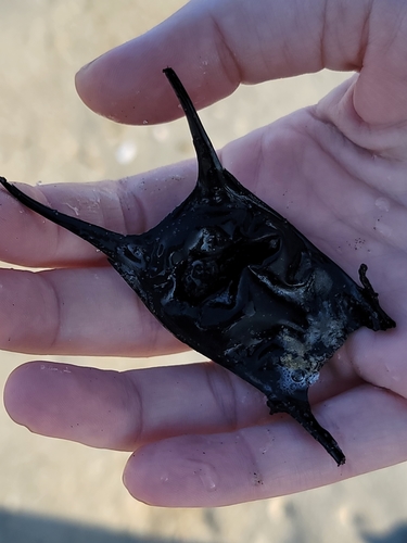 Little Skate photographed in Virginia