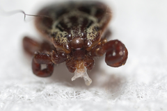 Dermacentor reticulatus