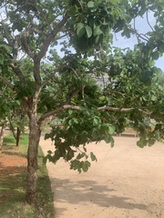 Pterodon emarginatus