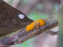 Puccinia baccharidis
