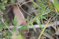 Wahlenbergia luteola