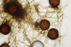 Podosphaera senecionis