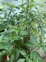 Capsicum annuum glabriusculum