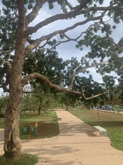 Pterodon emarginatus