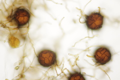 Podosphaera senecionis