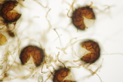 Podosphaera senecionis