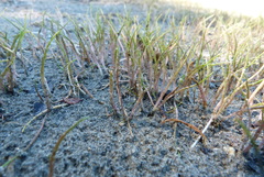 Lilaeopsis ruthiana