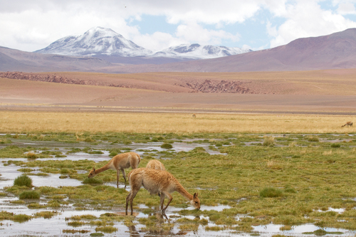 Vicuña, El Loa, CL-AN, CL, photo 7 of 10