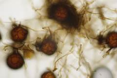 Podosphaera senecionis