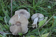 Dermoloma cuneifolium