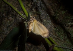 Lambula pristina