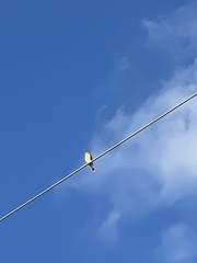 Falco sparverius paulus