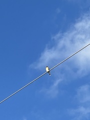 Falco sparverius paulus