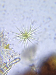 Gloeotrichia